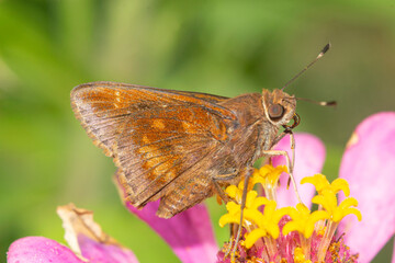 Fototapeta premium Moth on a purple zinnia flower