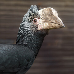 Silvery-cheeked hornbill