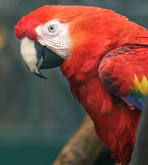 Scarlet macaw