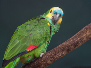 Turquoise-fronted amazon