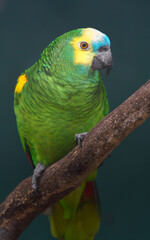 Turquoise-fronted amazon
