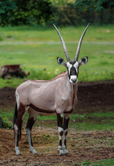 Naklejka na ściany i meble South African oryx