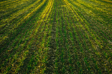 field of winter wheat after winter, the beginning of growth in spring