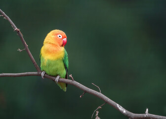 Fischer's lovebird