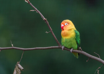 Fischer's lovebird