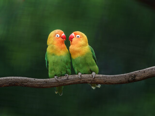 Fischer's lovebird