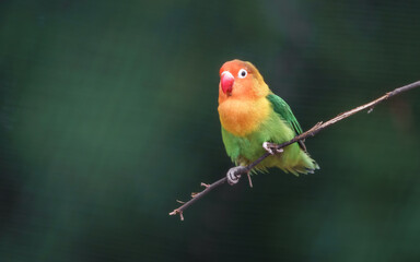 Fischer's lovebird