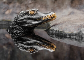 Cuvier's dwarf caiman