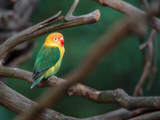 Fischer's lovebird