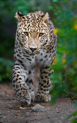 Naklejka na ściany i meble Persian leopard