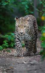 Persian leopard