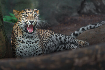 Sri lankan leopard