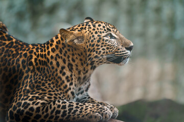 Sri lankan leopard
