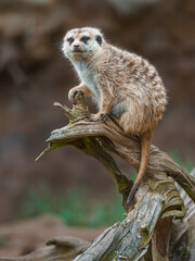 Meerkat