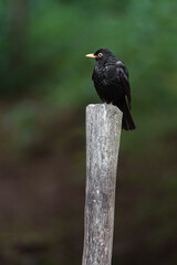 Common blackbird