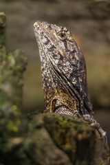 The frill-necked lizard