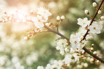Spring Cherry Blossom. Abstract background of macro cherry blossom tree branch. Happy Passover background. Spring womens day concept. Easter, Birthday, womens or mothers holiday. Selective focus.