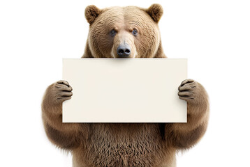 Bear holding empty blank board. Studio shoot, with white background.