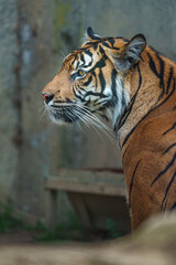Sumatran tiger