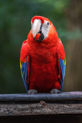 Scarlet macaw
