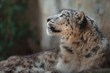 Snow leopard