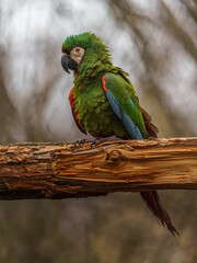 Chestnut-fronted macaw
