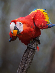 Scarlet macaw