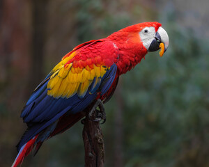 Obraz na płótnie Canvas Scarlet macaw