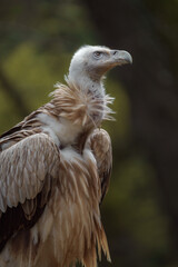 Eurasian Griffon