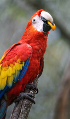 Scarlet macaw