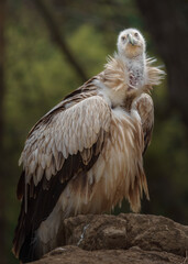 Eurasian Griffon