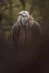 Eurasian Griffon