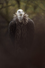 Eurasian Griffon