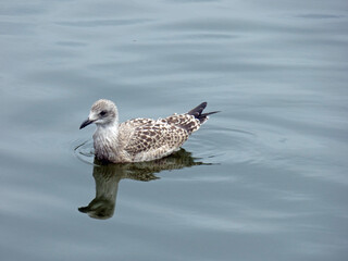 Herring gull on water