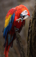 Scarlet macaw