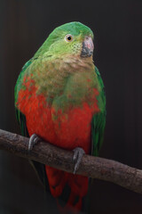 Australian king parrot