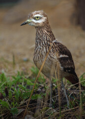 Eurasian Stone-curlew