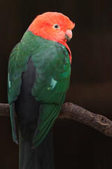 Australian king parrot