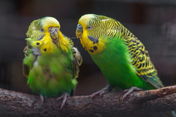 Budgerigar