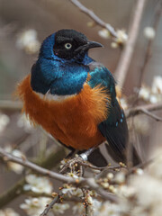 Superb starling