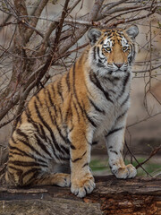 Siberian tiger