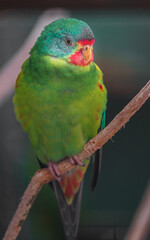 Swift parrot