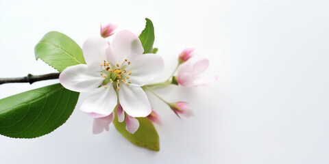 Fototapeta na wymiar The Soft Touch of Spring: Japanese Cherry Blossoms Against a White Backdrop. AI Generated Art. Whitespace, Wallpaper, Background. Beauty Concept. Timeless.