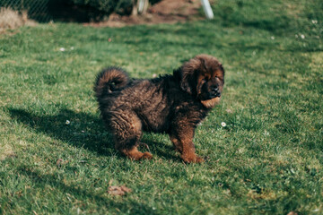 Fototapeta premium Puppy of Tibetan Mastiff playing in back garden.