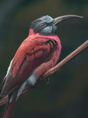 Northern carmine bee-eater