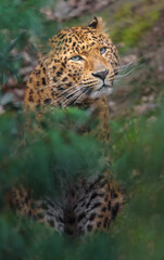 Amur leopard