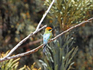 red headed bee eater