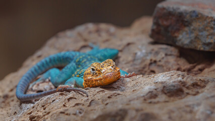 Common collared lizard