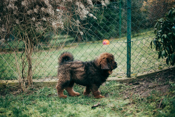 Fototapeta premium Puppy of Tibetan Mastiff playing in back garden.