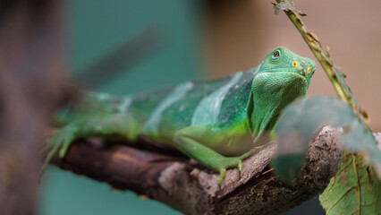 Fiji banded iguana